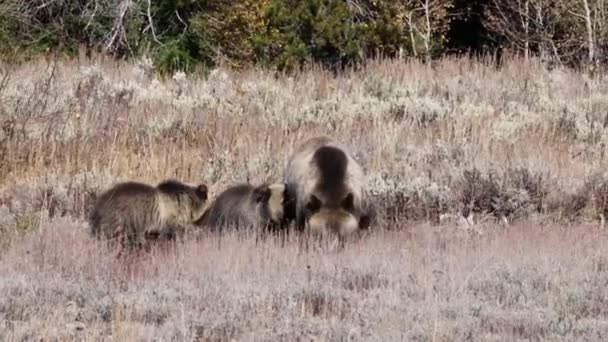 Grizzly Bear Ursus Arctos Horribilis Cubs Searching Food Grand Teton — Stock Video