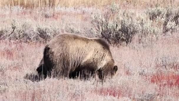 Niedźwiedź Grizzly Ursus Arctos Horribilis Młode Szukające Pożywienia Parku Narodowym — Wideo stockowe