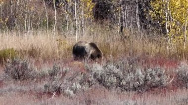 Boz Ayı (Ursus arctos horribilis) ve yavruları Grand Teton Ulusal Parkı 'nda yiyecek arıyorlar..