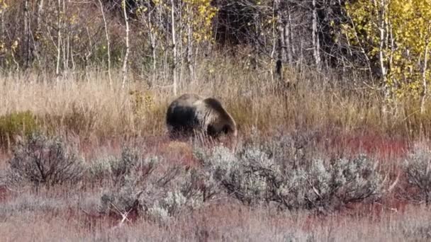 Grizzlybär Ursus Arctos Horribilis Und Jungtiere Auf Nahrungssuche Grand Teton — Stockvideo