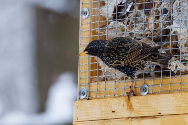 Avrupa sığırcığı olarak da bilinen sığırcık (Sturnus vulgaris), kış boyunca Wisconsin 'de ev yapımı süet besleyicisi olarak bilinir.
