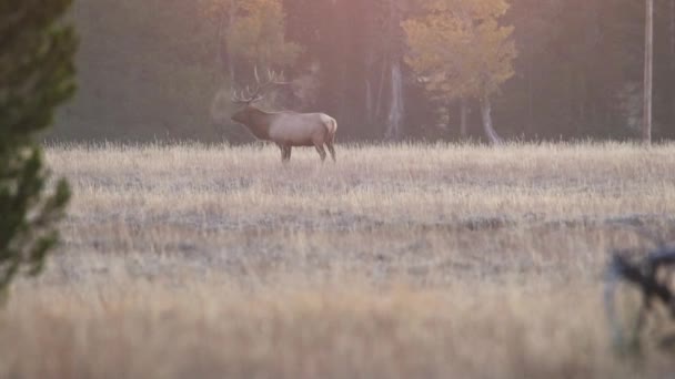 Dojrzały Łoś Cervus Canadensis Pękający Łące Wczesnym Rankiem Parku Narodowym — Wideo stockowe