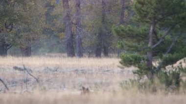 Trophy boğa geyiği (Cervus canadensis) uzaklarda yürür ama sadece sabahın erken saatlerinde Grand Teton Ulusal Parkı 'nda boynuzları görür..