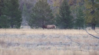 Olgun boğa geyiği (Cervus canadensis), Wyoming 'deki Grand Teton Ulusal Parkı' nda soğuk bir sabah boyunca çayırda yürüyor.