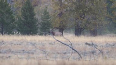 Grand Teton Ulusal Parkı 'nda sonbaharda bir çayırda geyik (Cervus canadensis).