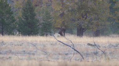 Boğa geyiği (Cervus canadensis) tehlike ararken başını çayırda sallar. 
