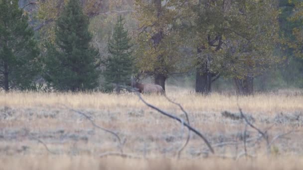 Bull Älg Cervus Canadensis Äng Hösten Grand Teton National Park — Stockvideo