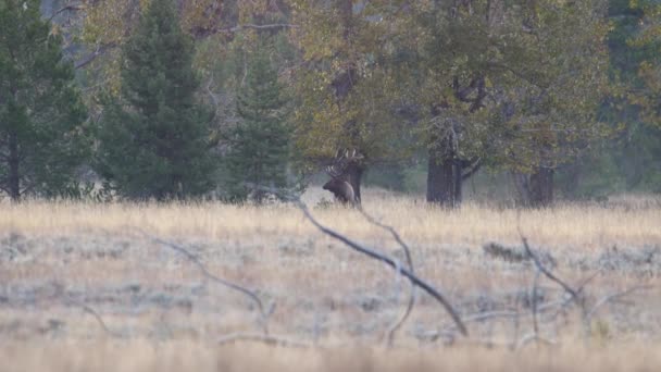 Bull Elk Cervus Canadensis Ψάχνει Για Κίνδυνο Και Κουνάει Κεφάλι — Αρχείο Βίντεο