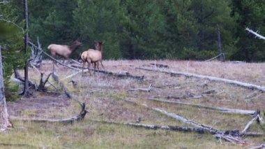 İnek geyiği (Cervus canadensis) sonbaharda Wyoming 'de bir açıklıkta koşar.