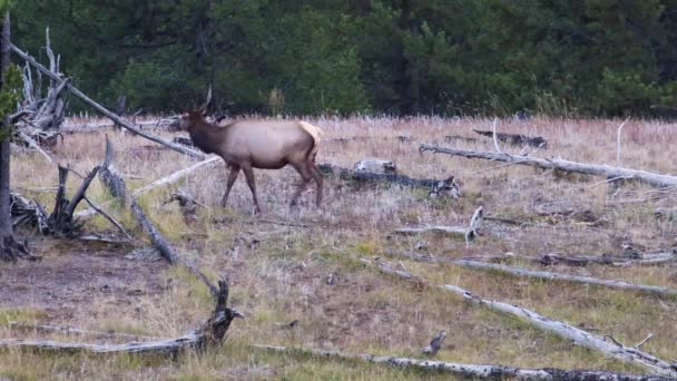 Cow Elk Cervus Canadensis Grazing Meadow Wyoming Fall — Stock Video