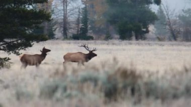 Büyük geyik (Cervus canadensis) güz sırasında çayırda ineklerle yürüyor ve borazan ötüyor