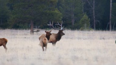 Grand Teton Ulusal Parkı 'nda ineklerin haremi ile Galibiyet Geyiği (Cervus canadensis).