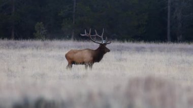 Boğa geyiği (Cervus canadensis) dikiliyor, arkasına bakıyor ve Grand Teton Ulusal Parkı Wyoming 'de sonbaharda yürüyor.