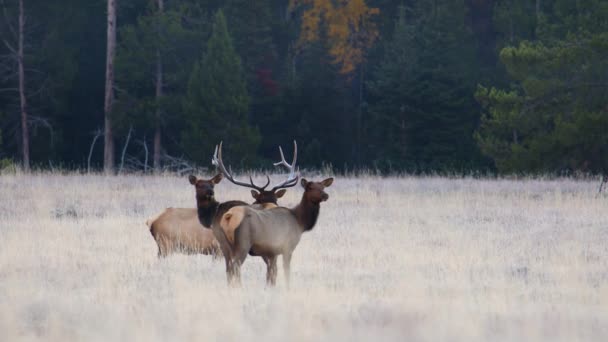 Bull Eland Cervus Canadensis Staat Achter Twee Koeien Grand Teton — Stockvideo