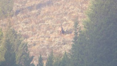 Boğa geyiği (Cervus canadensis) Grand Teton Ulusal Parkı Wyoming 'de bir dağ yamacına uzanır.