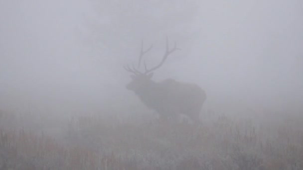 Bull Älg Cervus Canadensis Promenader Äng Extrem Dimma Grand Teton — Stockvideo