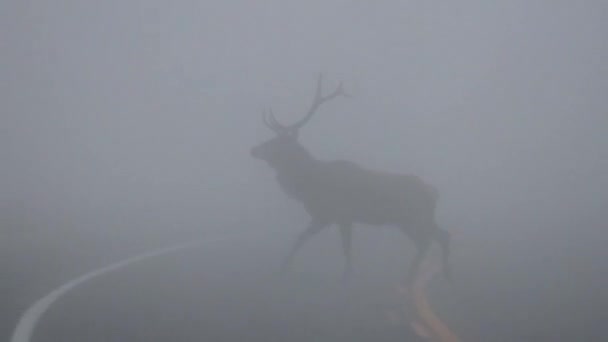 Bull Elk Cervus Canadensis Över Väg Extrem Dimma Grand Teton — Stockvideo
