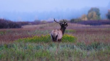 Grand Teton Ulusal Parkı Wyoming 'de sonbaharda çayırda otlayan geyik (Cervus canadensis)