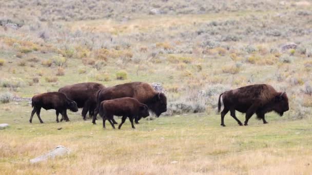 Bisonte Americano También Conocido Como Búfalo Caminando Parque Nacional Yellowstone — Vídeos de Stock
