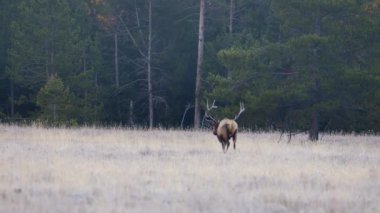 Grand Teton Ulusal Parkı Wyoming 'de sonbaharda çayırdaki kameradan uzaklaşan geyik (Cervus canadensis)