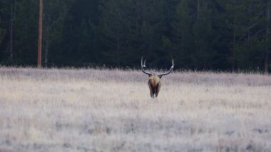 Grand Teton Ulusal Parkı Wyoming 'de sonbaharda çayırda yürüyen ve otlayan geyik (Cervus canadensis).