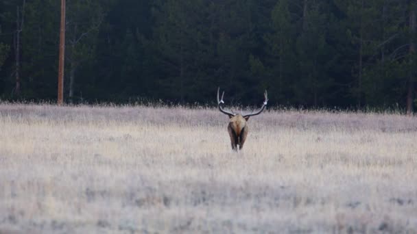 Bull Elk Cervus Canadensis Πόδια Και Βόσκηση Στο Γρασίδι Ένα — Αρχείο Βίντεο