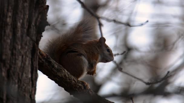 Amerikanisches Rotes Eichhörnchen Tamiasciurus Hudsonicus Hockt Frühling Wisconsin Auf Einem — Stockvideo