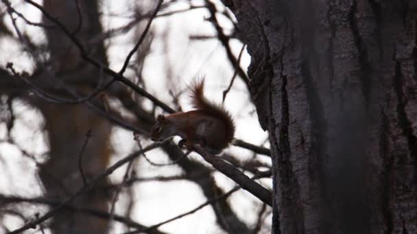 Amerikanisches Rotes Eichhörnchen Tamiasciurus Hudsonicus Beim Bellen Auf Einem Baumstamm — Stockvideo