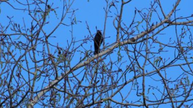 Kahverengi başlı Cowbird (Molothrus ater) bir ağaçta sesleniyor ve sesler çıkarıyor