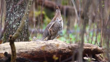 (Bonasa umbellus) Wisconsin 'de baharda bir orman kütüğünde davul çalıyor.. 