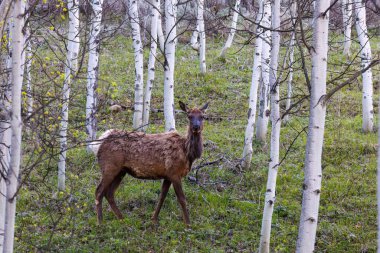 Grand Teton Ulusal Parkı, Jackson Hole, Wyoming 'de İlkbaharın sonlarında ormanda inek geyiği (cervus canadensis)