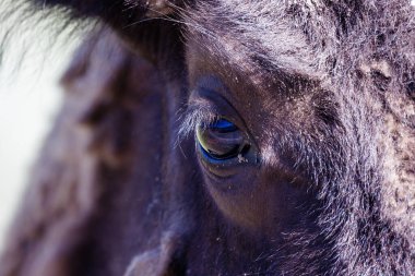 Baharda Yellowstone Ulusal Parkı 'ndaki kameraya bakan bir Amerikan bizonunun yakın çekim görüntüsü..