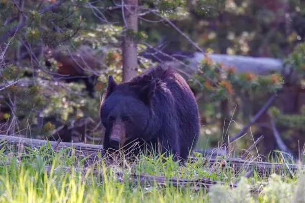 Yazın başında Yellowstone Ulusal Parkı 'nda Amerikan siyah ayısı (Ursus americanus).