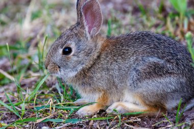 Genç bir dağ tavşanının (Sylvilagus nuttallii) Montana 'da baharda çimen yemesi