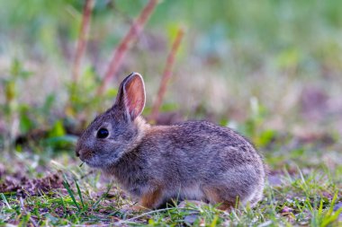 Genç bir dağ tavşanının (Sylvilagus nuttallii) Montana 'da baharda bulanık bir arka planda ot yemesine dikkat edin.