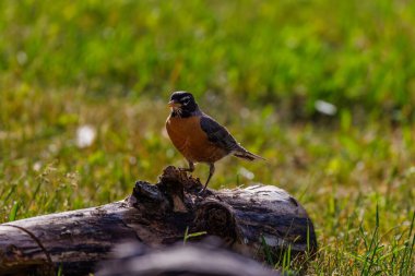 Amerikan bülbülü (Turdus migratorius) Montana 'da baharda ölü bir kütüğe tünemiştir..