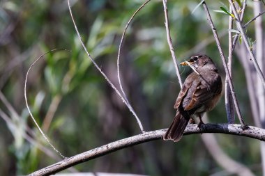 Amerikan bülbülü (Turdus migratorius) Montana 'da baharda yuva yapmak için gagasında ölü otlar olan bir ağaca tünemiştir..