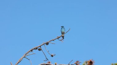 Dağ mavisi (Sialia currucoides) ölü bir ağaç dalına tünemiş ve sonra uçup gitmiştir.