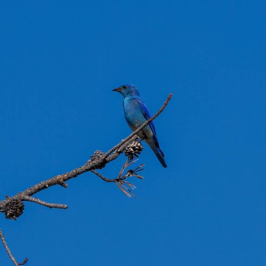 Mavi dağ kuşu (Sialia currucoides) mavi gökyüzü arka planına sahip ölü bir dala tünemiştir.