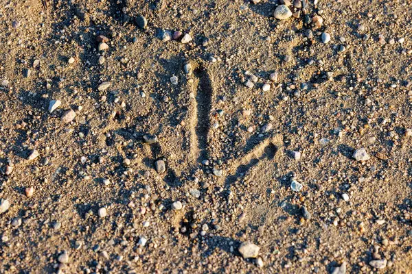 stock image Close up of a Ring-necked pheasant (Phasianus colchicus) track on a gravel road in North Dakota during summer.