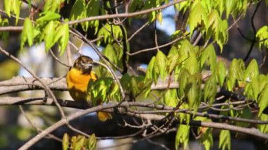 Baltimore oriole (Icterus galbula), ilkbaharın başlarında bir ağaç dalına tünemiş ve şarkı söylüyordu.