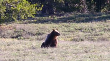 Boz Ayı (Ursus arctos horribilis) Grand Teton Ulusal Parkı 'ndaki bir çayırda oturur ve bakar bahar boyunca.