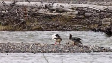 Üreme çifti Merganser (Mergus merganser), ilkbahar boyunca bir dere tüylerinin olduğu bir adada durur.. 