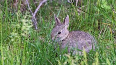 Montana 'da bahar boyunca pamuk kuyruklu tavşan (Sylvilagus nuttallii) otları yer.