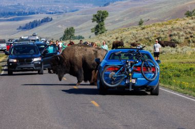 Yellowstone Ulusal Parkı, WY, ABD - 15 Ağustos 2024: Bison Lamar Vadisi, Yellowstone Ulusal Parkı 'ndaki trafiği durdurdu