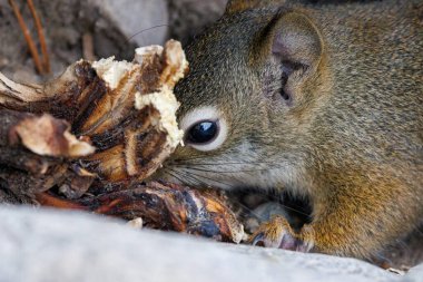 Tamiasciurus hudsonicus adında bir Amerikan Kızıl Sincabı yaz boyunca yerde yiyecek ararken,