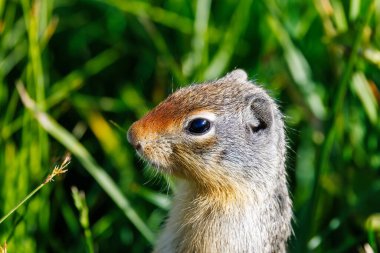 ABD 'nin Montana eyaletindeki Buzul Ulusal Parkı' ndaki Logan Pass 'da bir Kolombiya yer sincabının (Urocitellus columbianus) yakın plan fotoğrafını çek.
