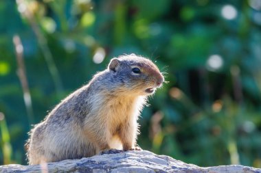 ABD 'nin Montana eyaletindeki Buzul Ulusal Parkı' ndaki Logan Pass 'da bulunan Kolombiyalı bir yer sincabı (Urocitellus Columbianus) profiline yakın profil