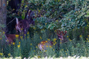 Yazın sonlarında Wisconsin 'de kadife boynuzlu üç beyaz kuyruklu geyik (Odocoileus virginianus) ormana doğru koşar.