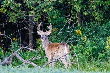 Beyaz kuyruklu geyik (Odocoileus virginianus), yaz sonu Wisconsin 'de bir ormanın kenarında duran kadife boynuzlu geyik.